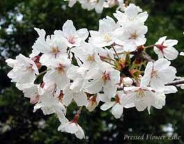 桜（さくら）の花