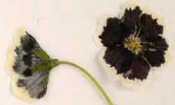 ネモフィラ（ペニーブラック）の押し花